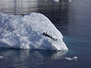 Penguins on ice