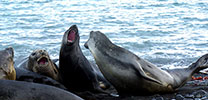 Sea Lions complaining