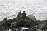 Sea Lions on pennisula