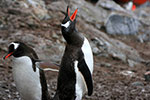 Penguins at rookery