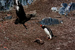 Penguin defending baby